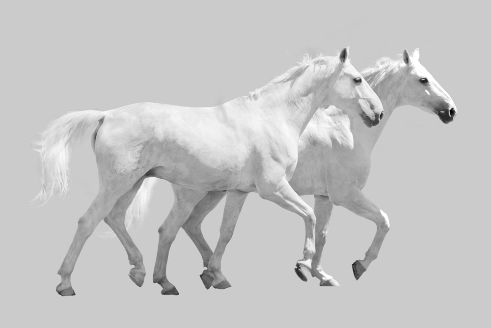AL00113