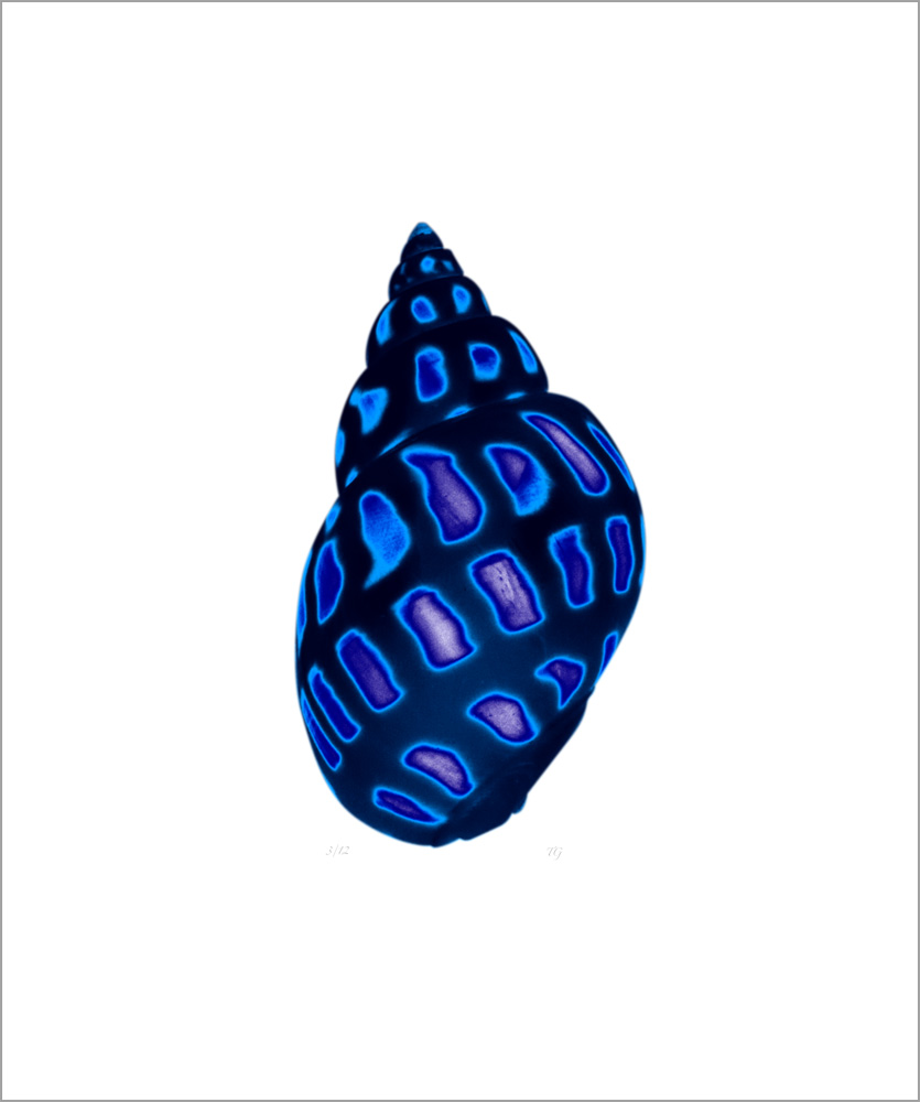 AL00421_3 more colors