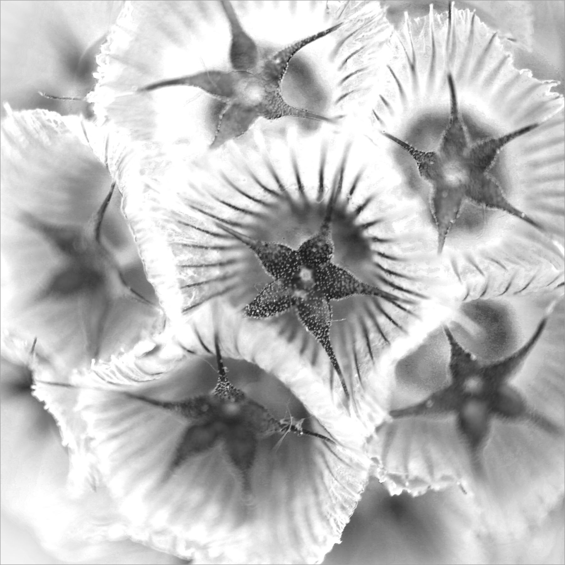 AL00447