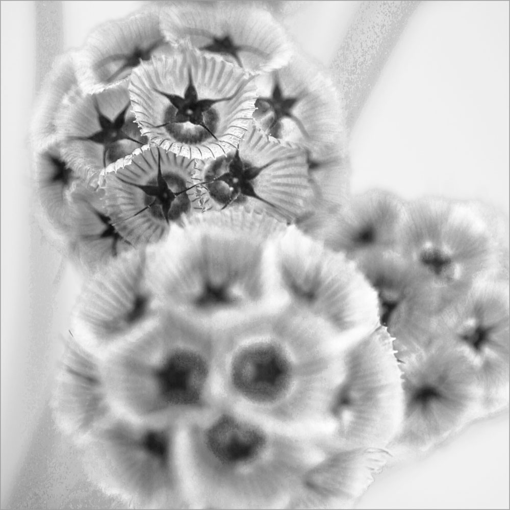 AL00449