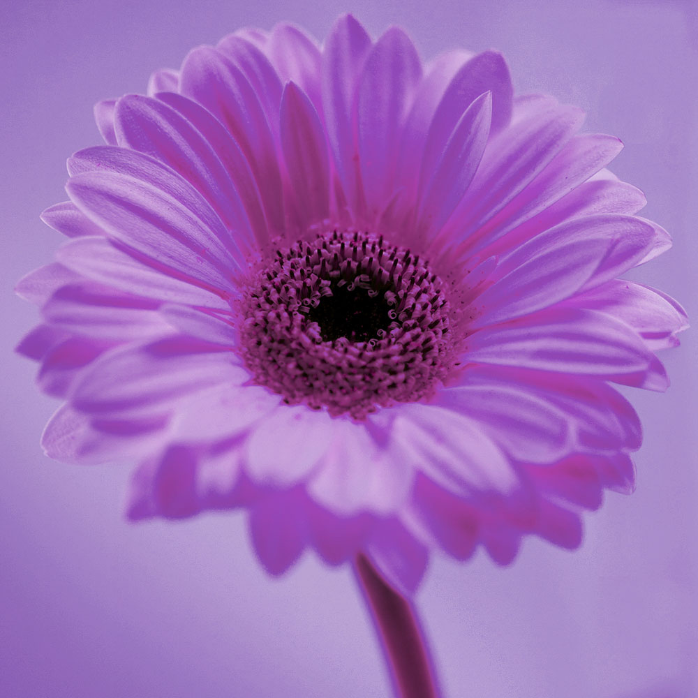 AL00464