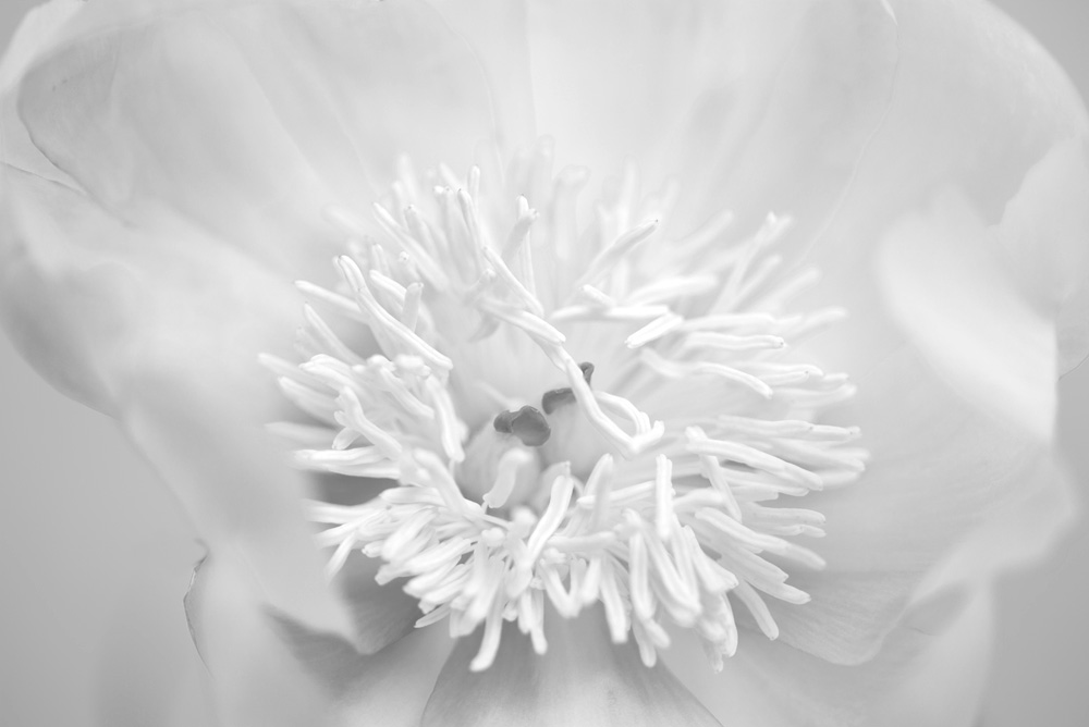 AL00481