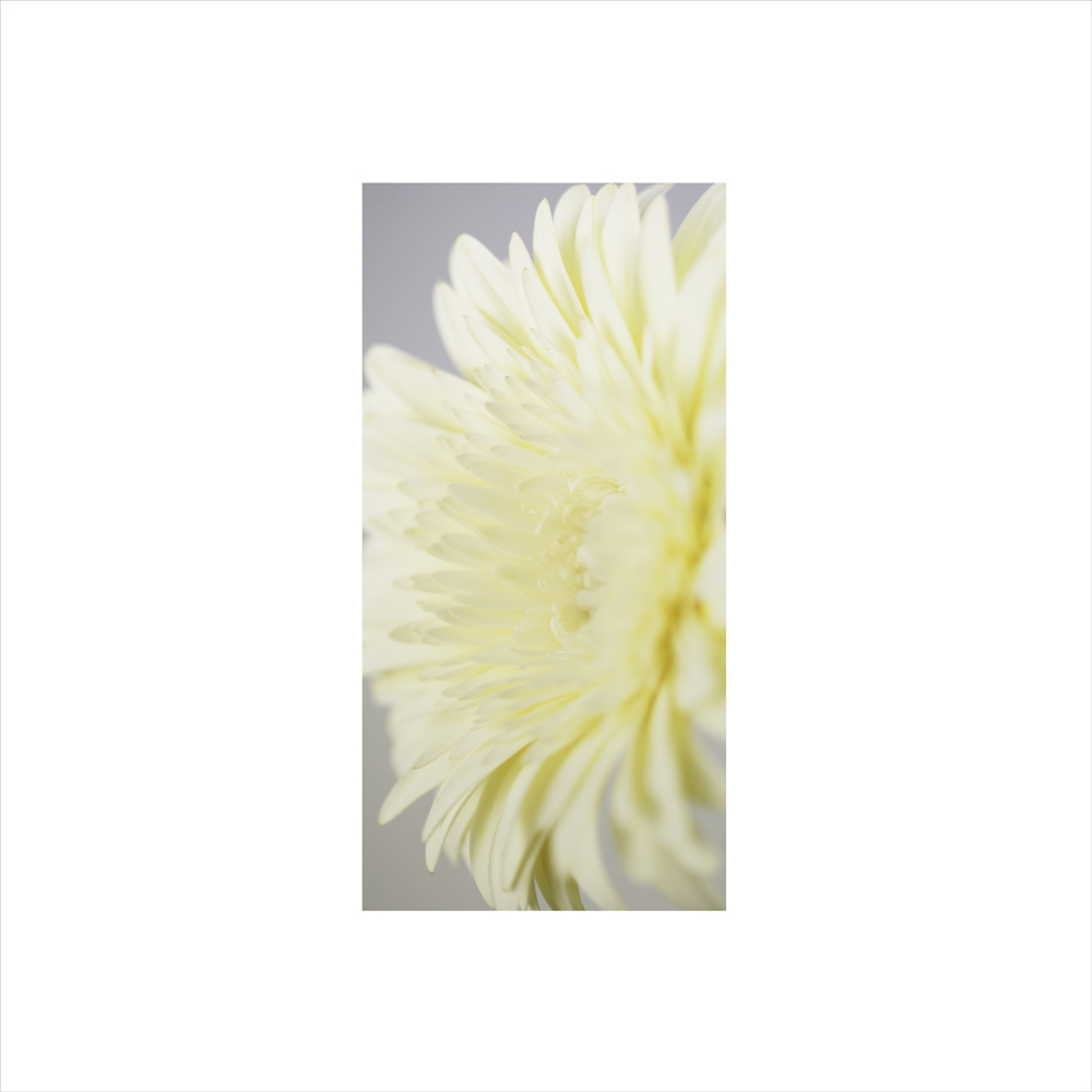 AL00517
