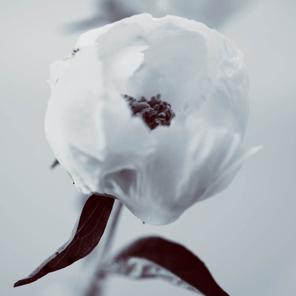 AL00528