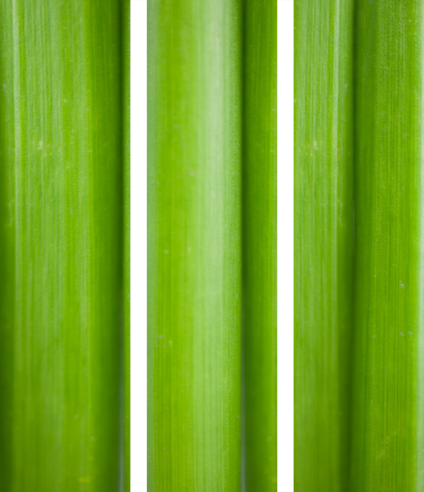 AL00561