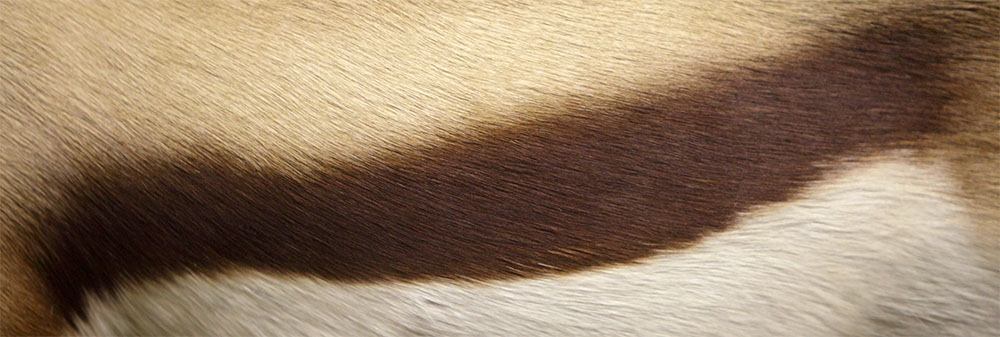 AL00679