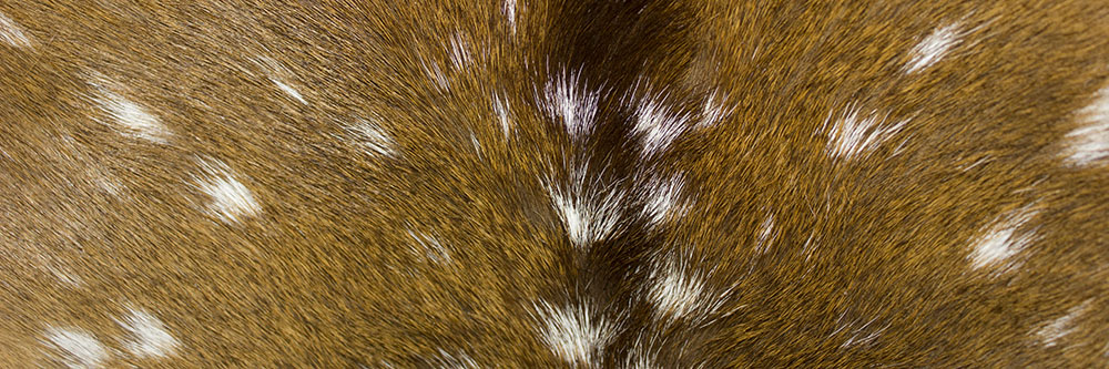 AL00719 more colors