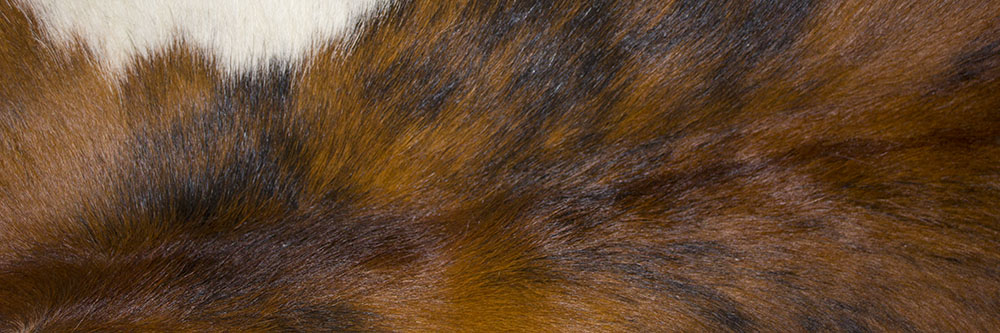 AL00728 more colors