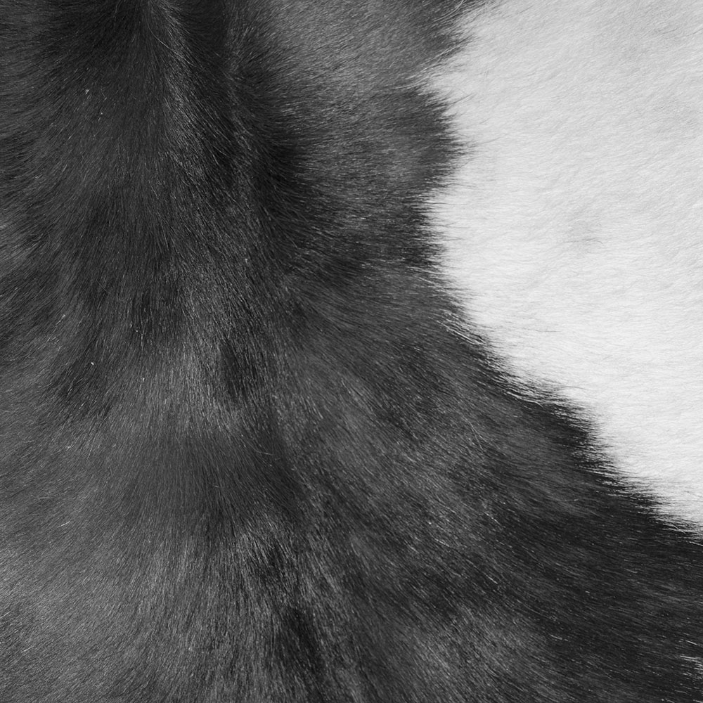 AL00731 more colors