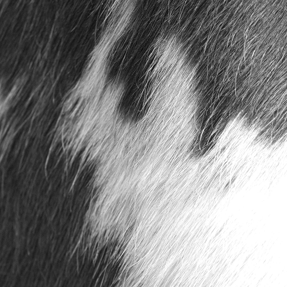 AL00774 more colors