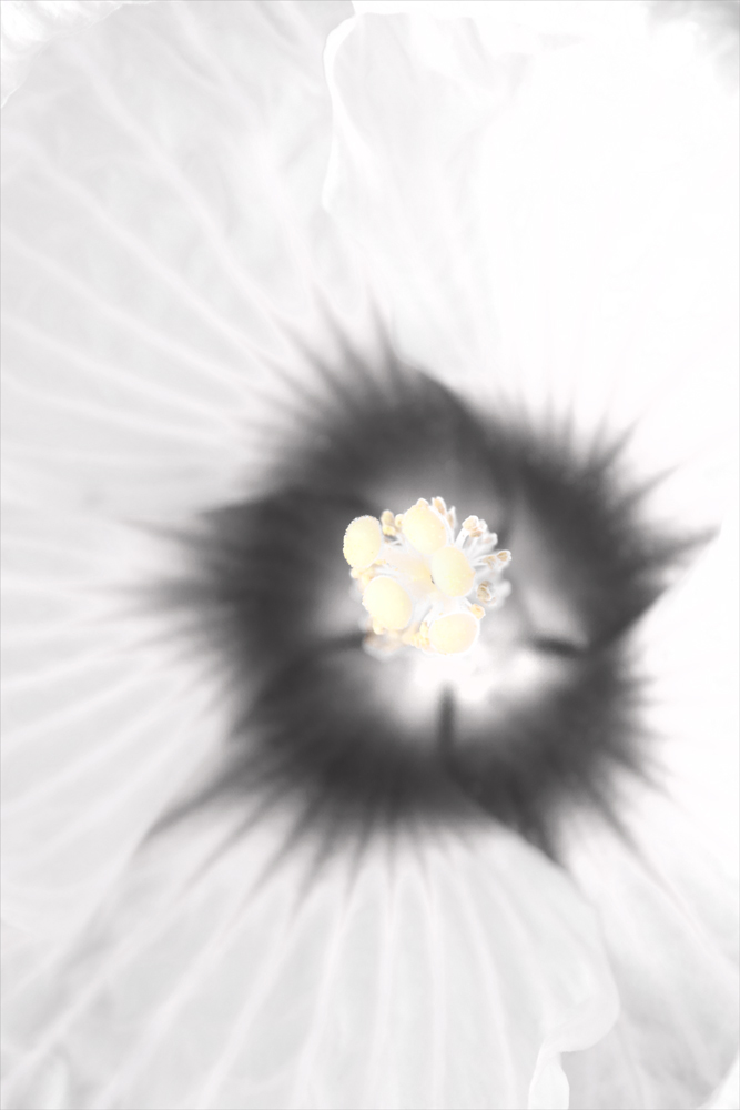 AL00855