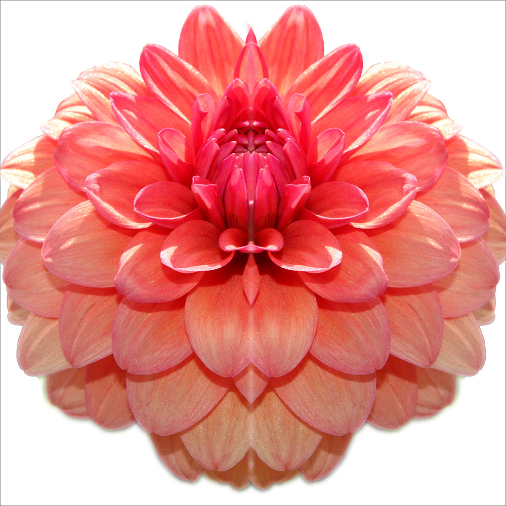AL00972SQ
