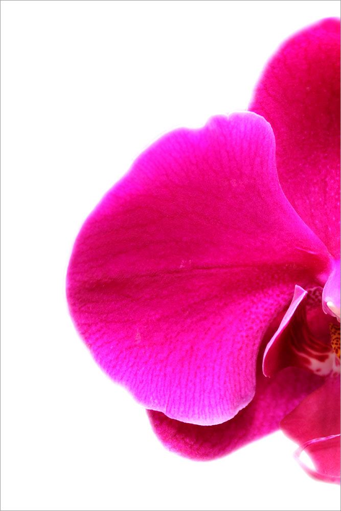 AL00974L more colors