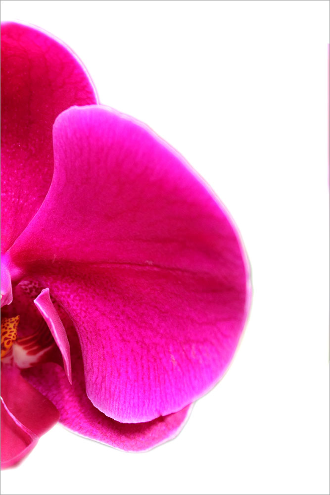 AL00974R more colors