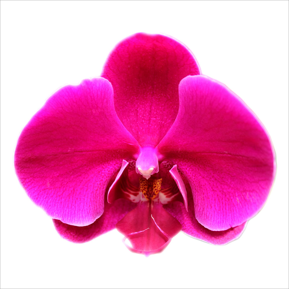 AL00974SQ more colors