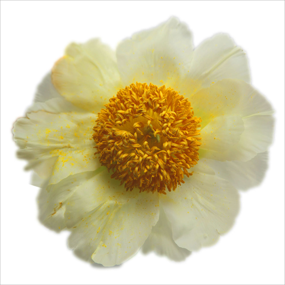 AL00976SQ more colors