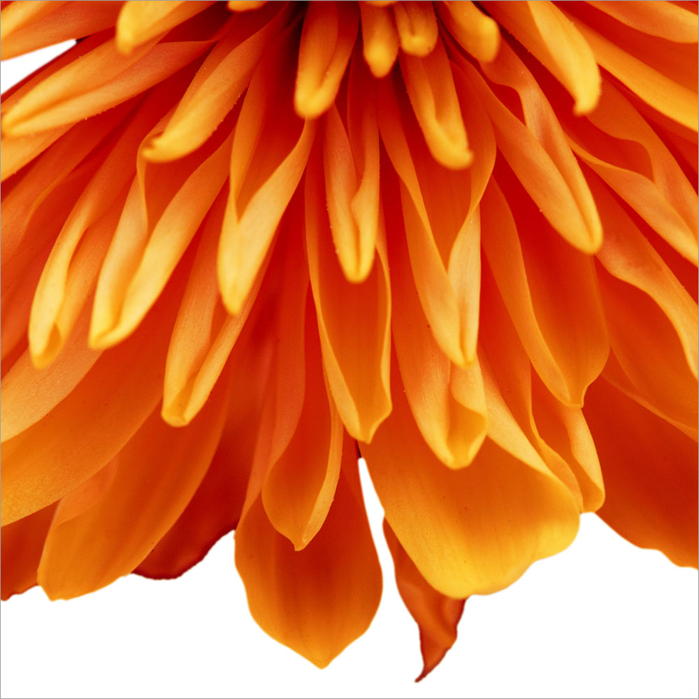 AL00977SQ more colors