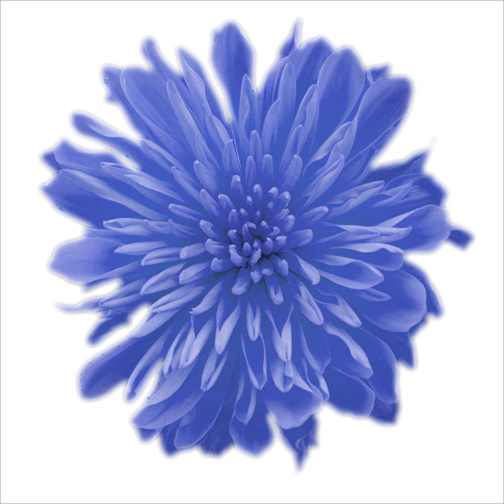 AL00979SQ