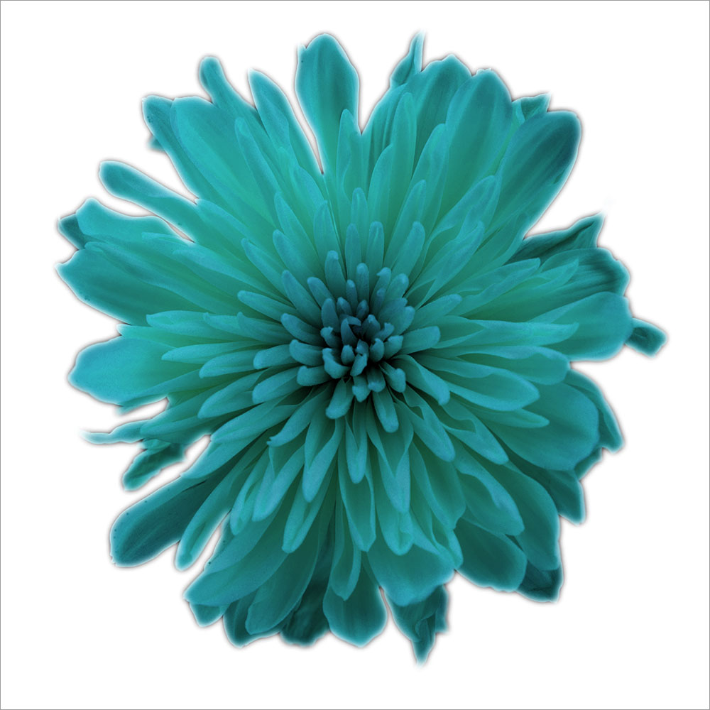 AL00981SQ