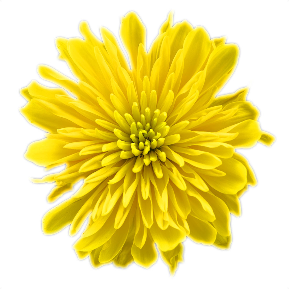 AL00982SQ more colors