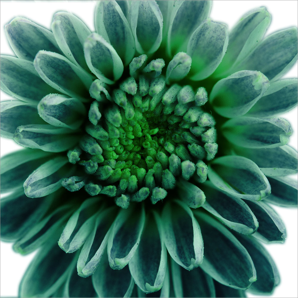 AL00983SQ