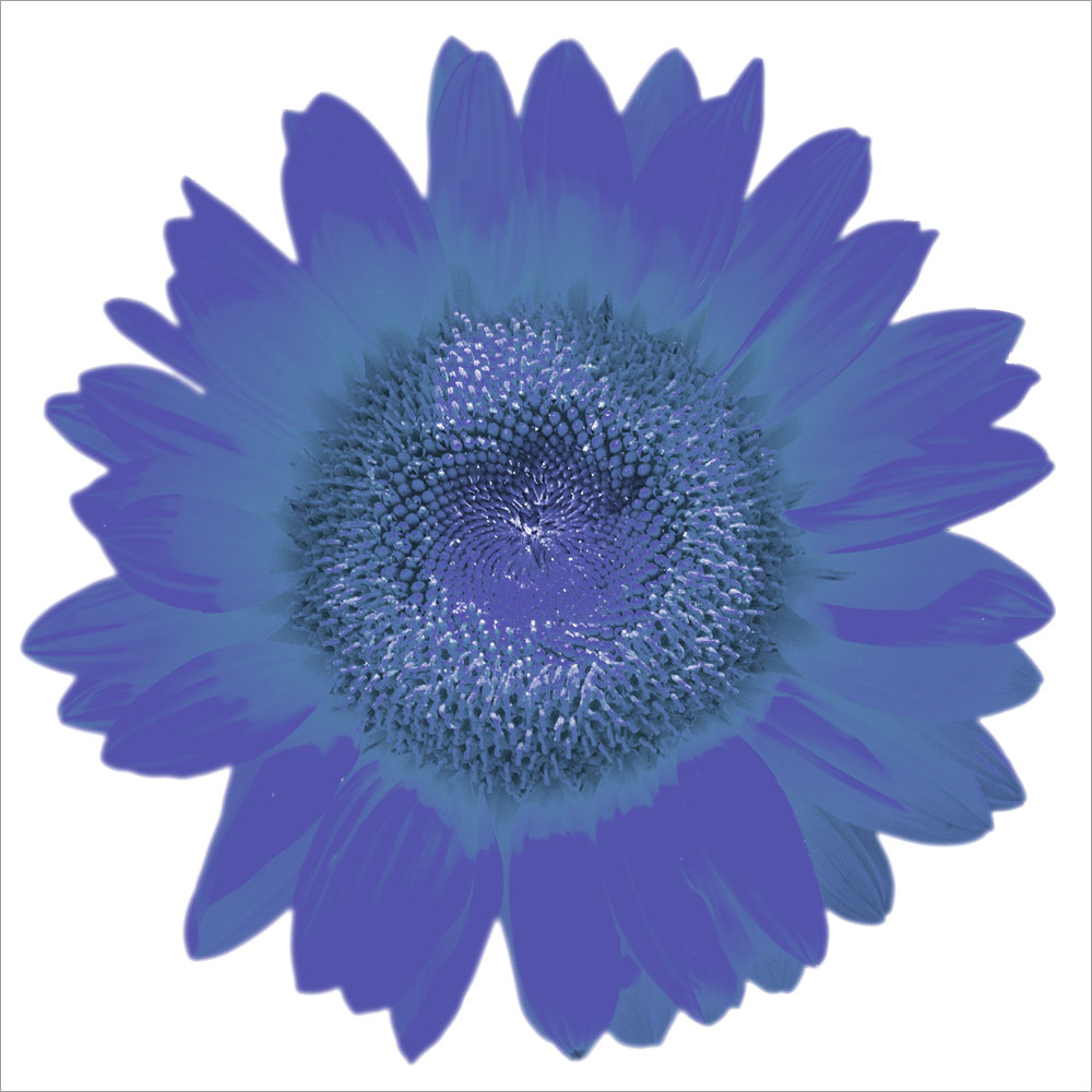 AL00985SQ