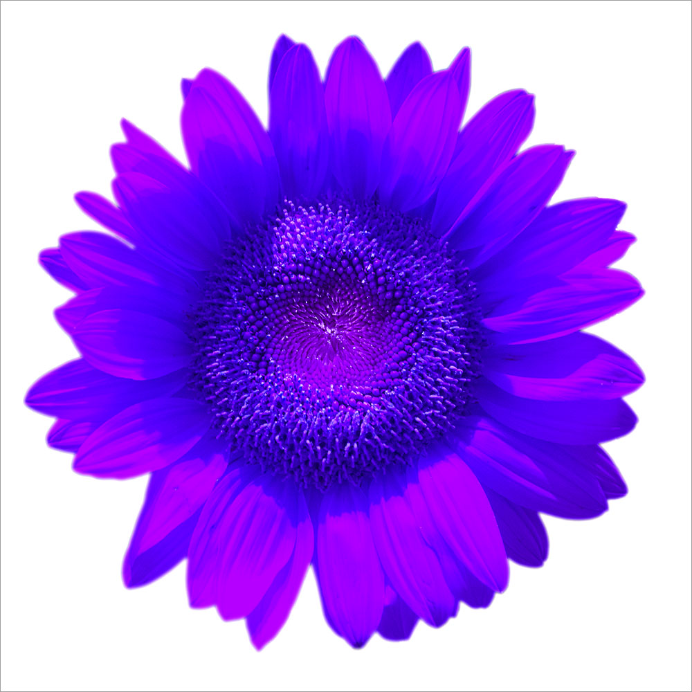 AL00986SQ