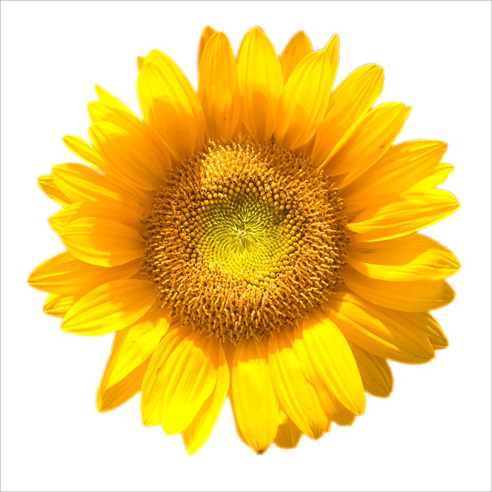 AL00987SQ more colors