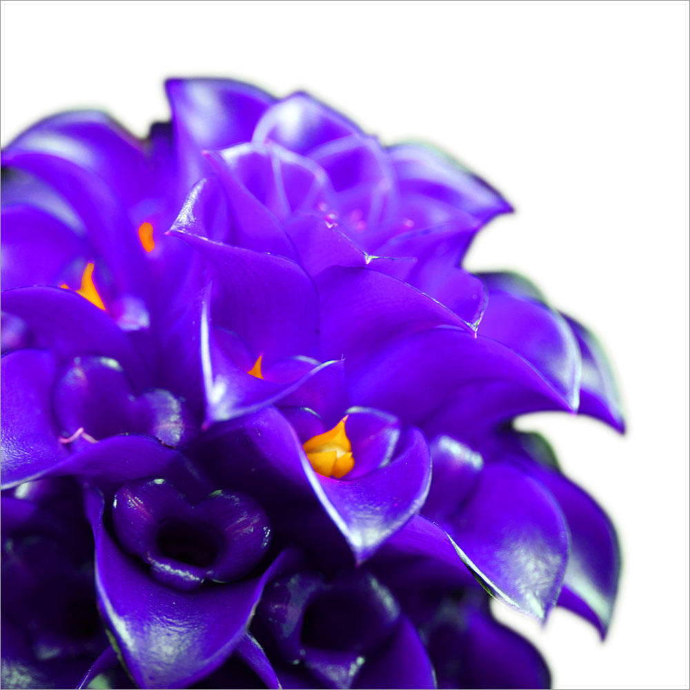 AL00995_40x40