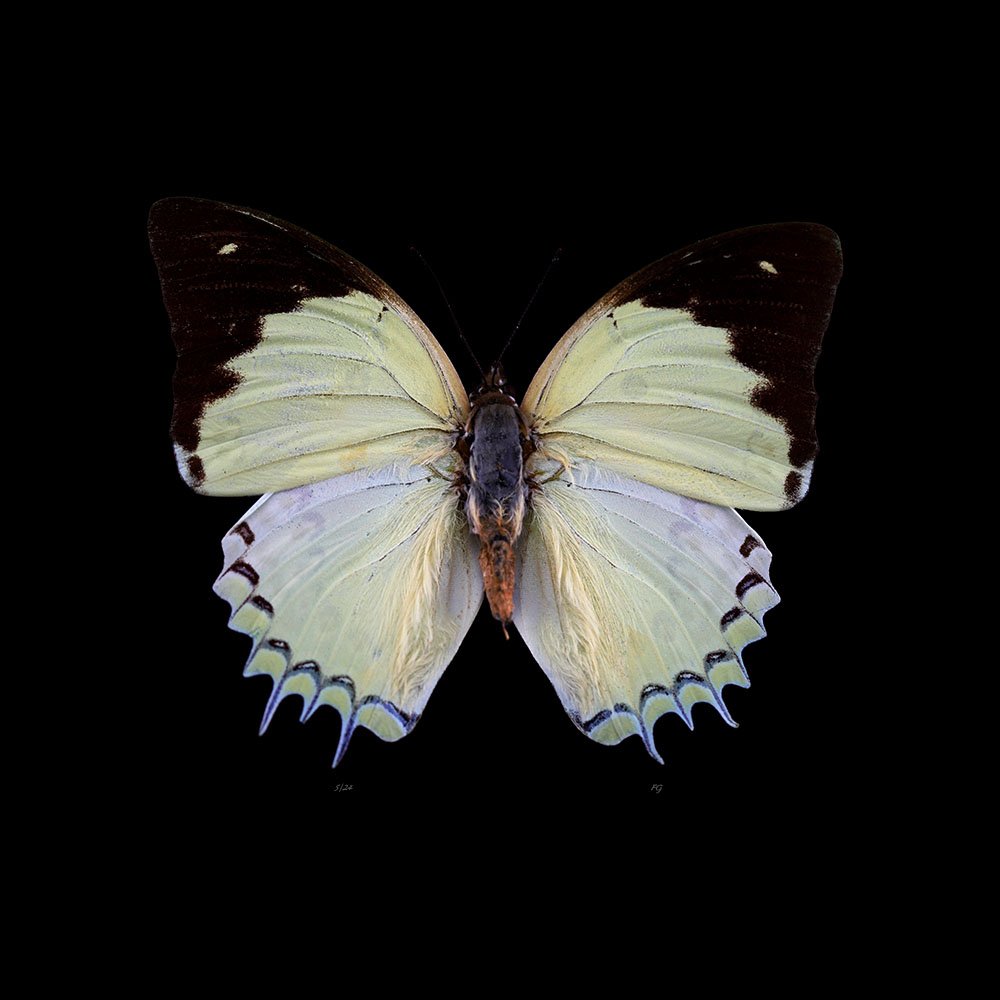 AL01045