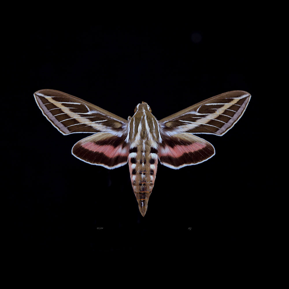 AL01052