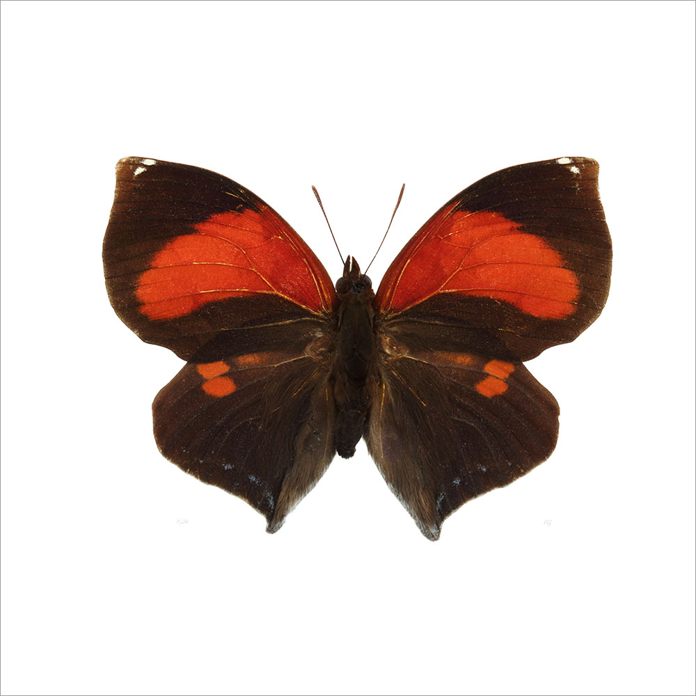 AL01065