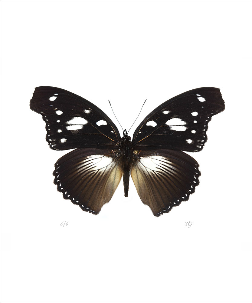 AL01066V