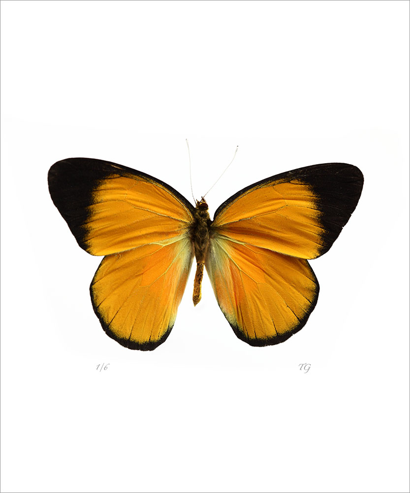 AL01067V