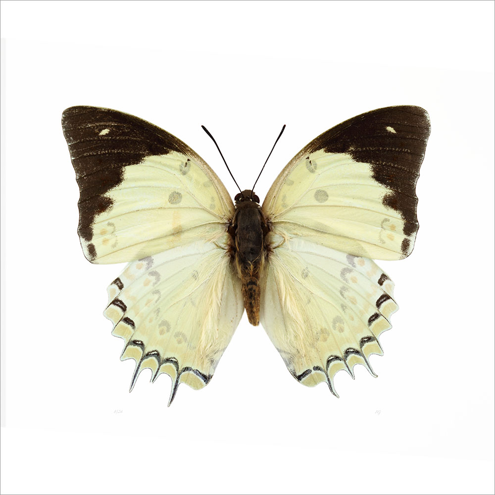 AL01072