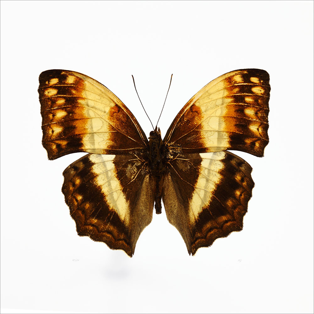 AL01074