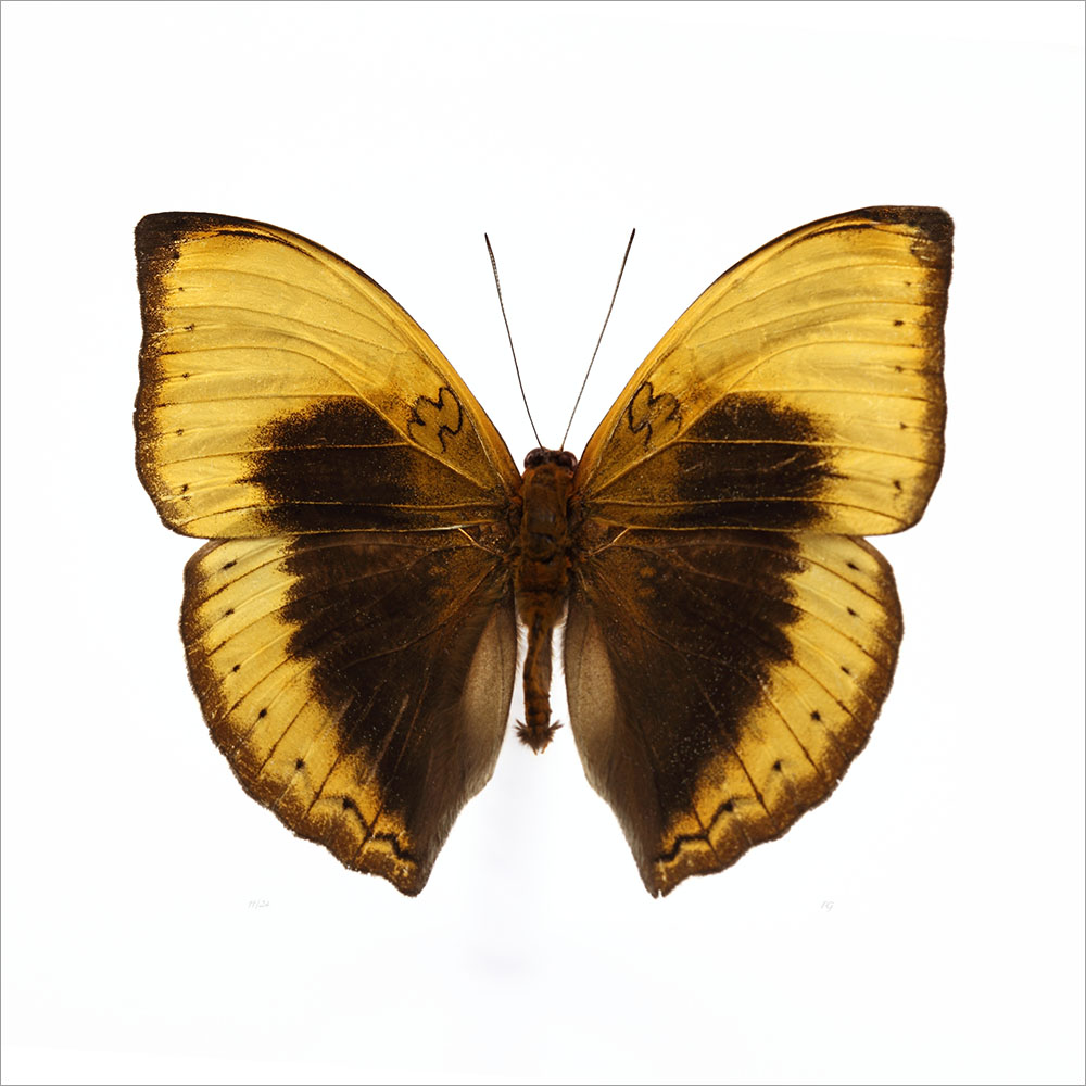 AL01075