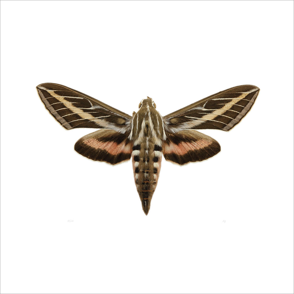 AL01082