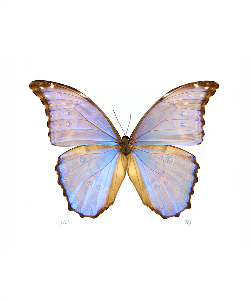 AL01083V