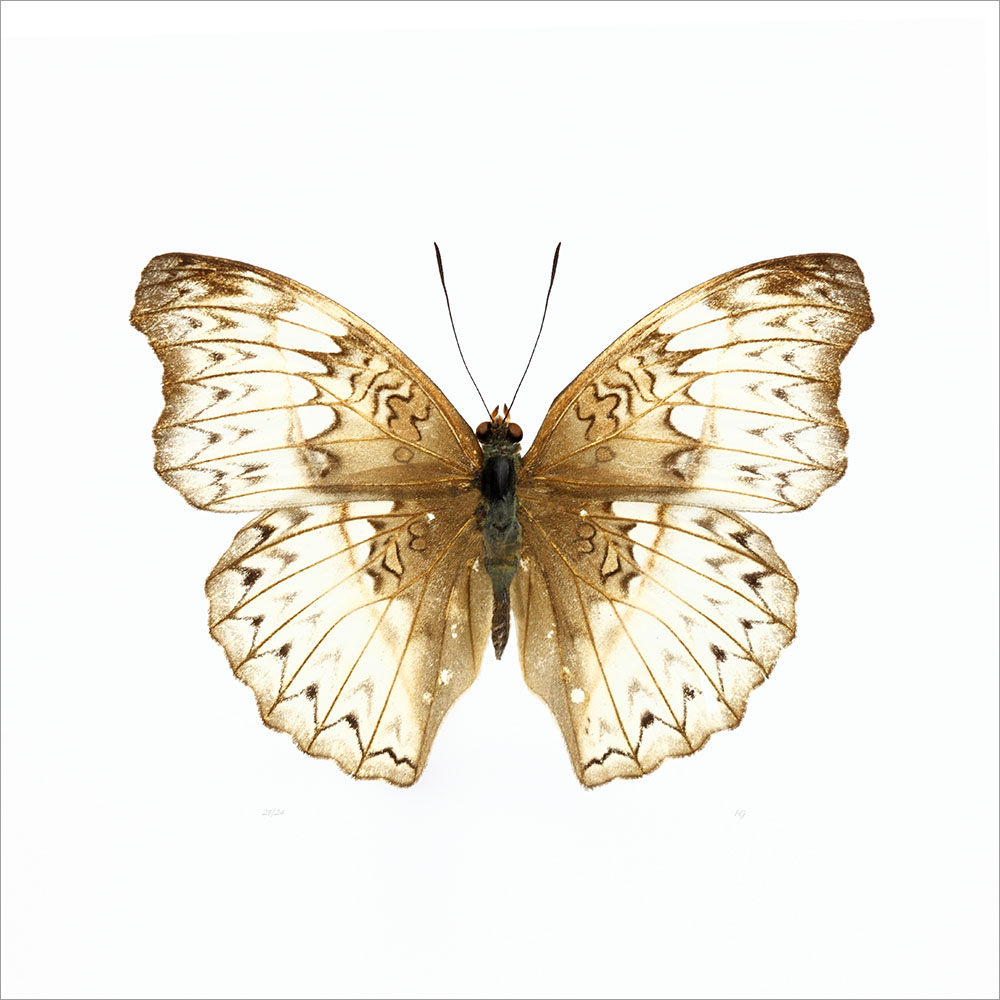 AL01085