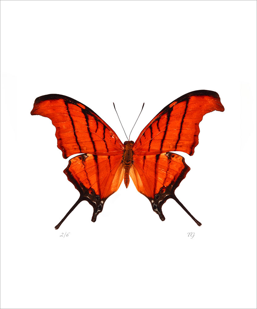 AL01088V
