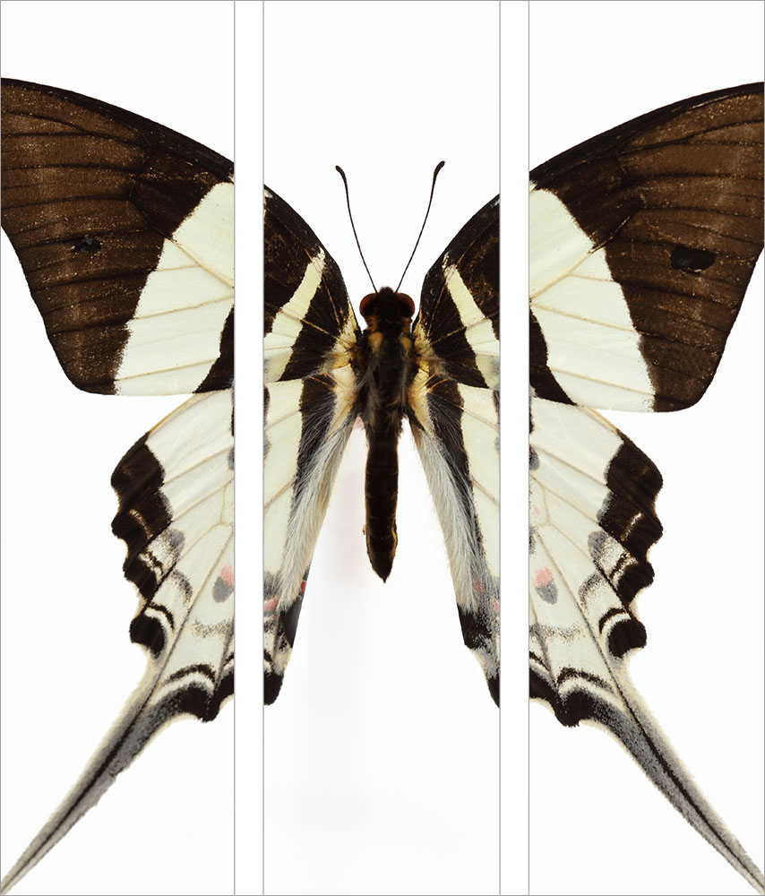 AL01092