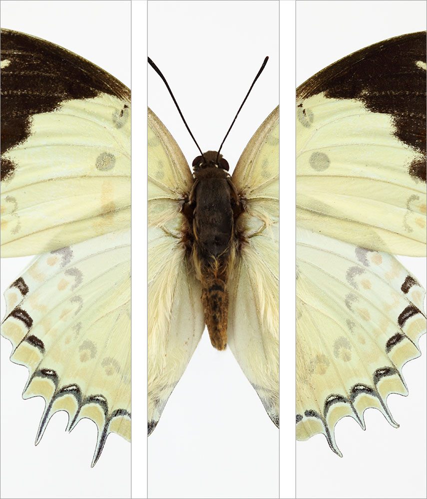 AL01093