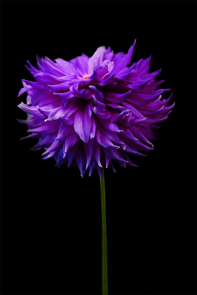 AL01332 more colors