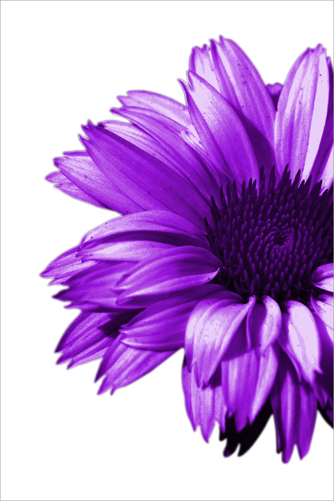 AL01375 more colors