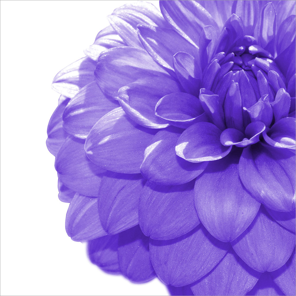 AL01383 more colors
