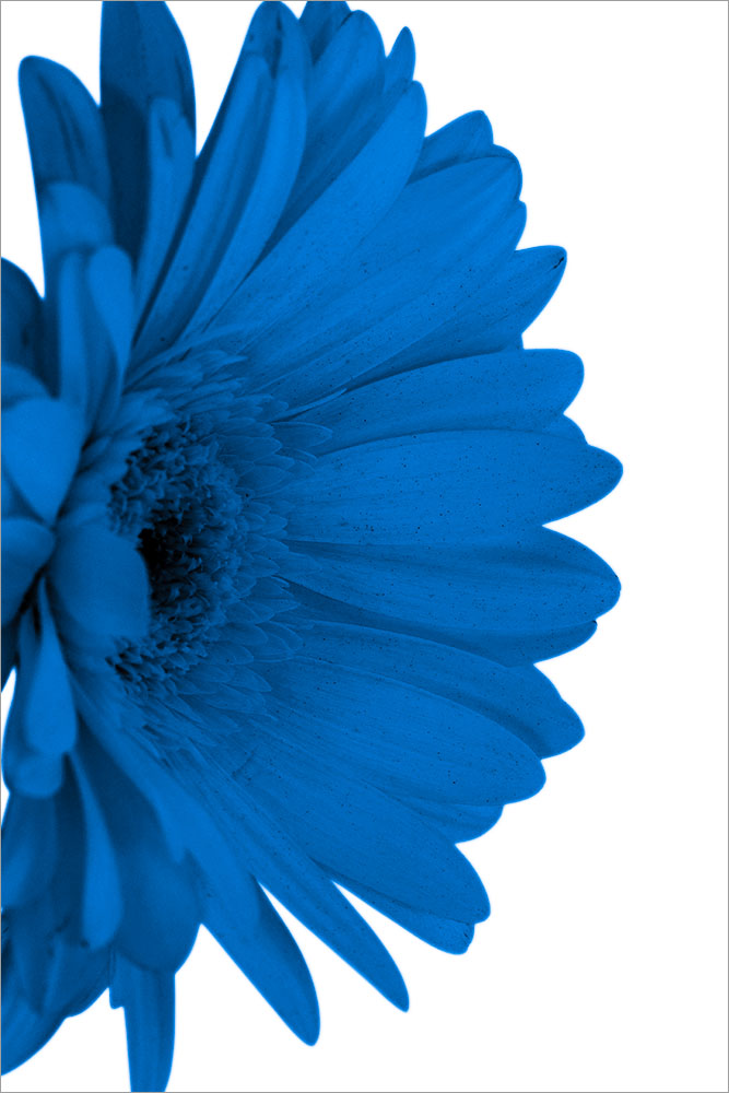 AL01392 more colors