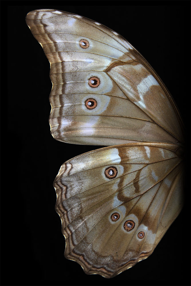 AL01417