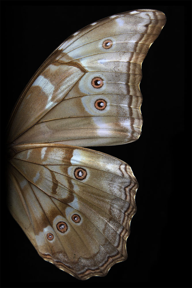 AL01418