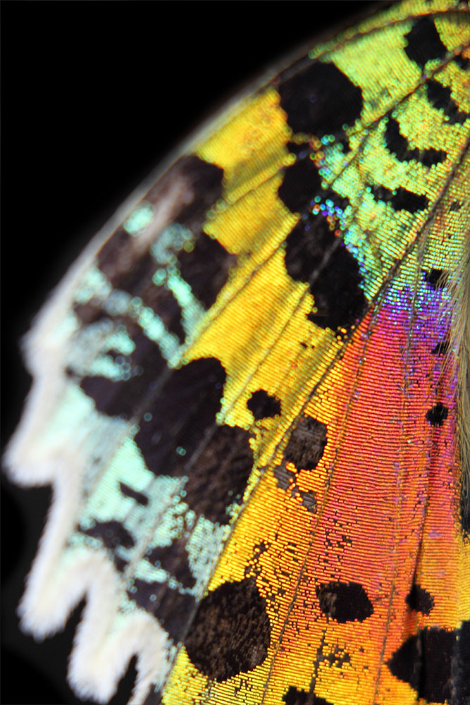 AL01429 more colors